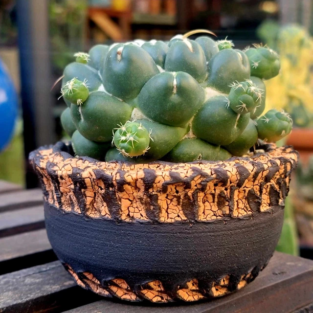 Peety Pots by Pablo Handmade Pottery - Wheel Thrown - Kiln Fired