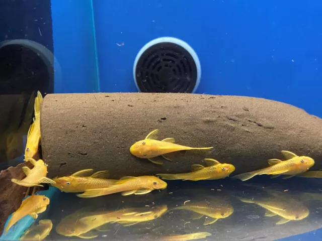 BLUE EYE LEMON YELLOW L144 Bristlenose Plecostomus 1-1/2 inch+ (2 Pack) LF Genes 5