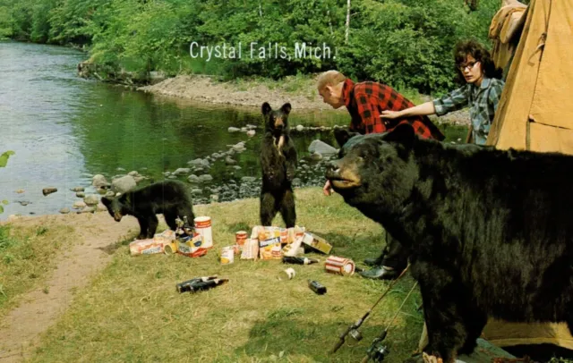Crystal Falls Michigan MI Bears Eating Campers Food Postcard