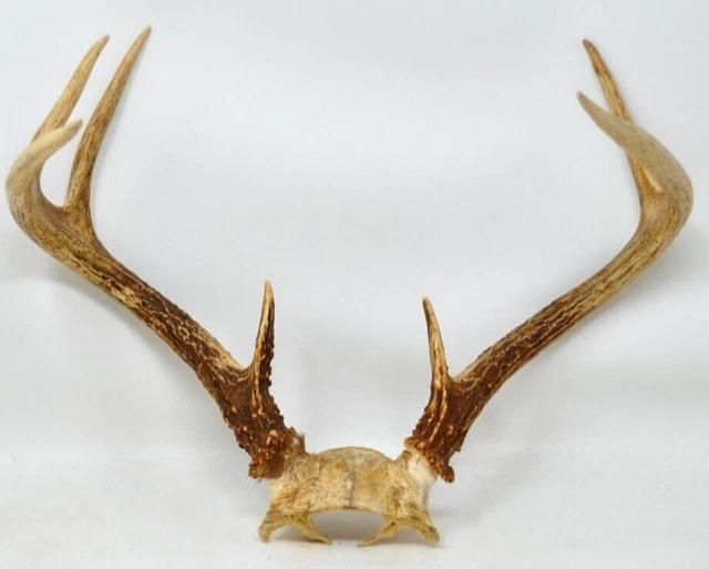 Whitetail Deer on Skull Bone 7 Point Antler Horn Mount Taxidermy Rack Cabin