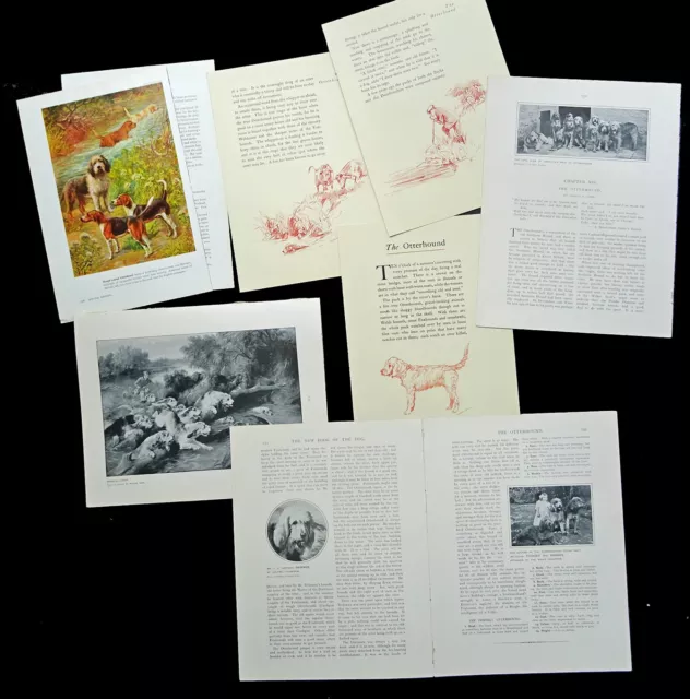 OTTERHOUND DOG Cuttings Pages Breed History Research Adverts Articles Prints etc