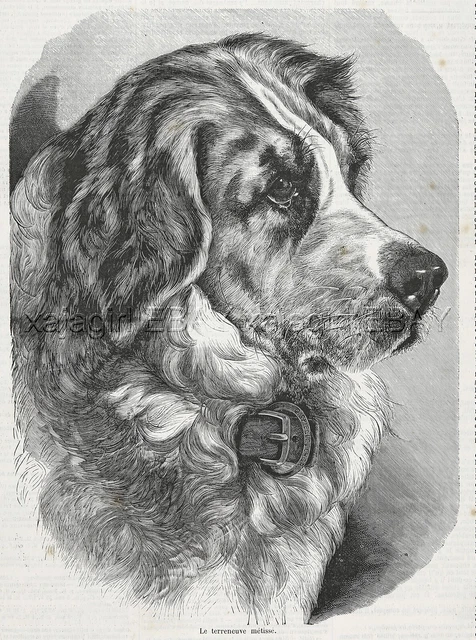Dog Newfoundland Landseer Coloring, Beautiful Large 1870s Antique Print