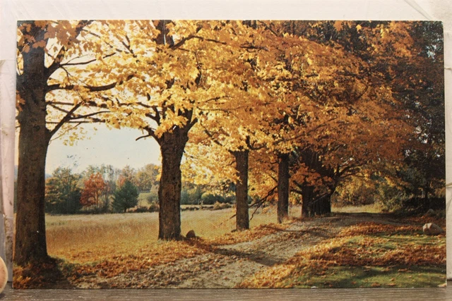 Michigan MI Lake Greetings Postcard Old Vintage Card View Standard Souvenir Post