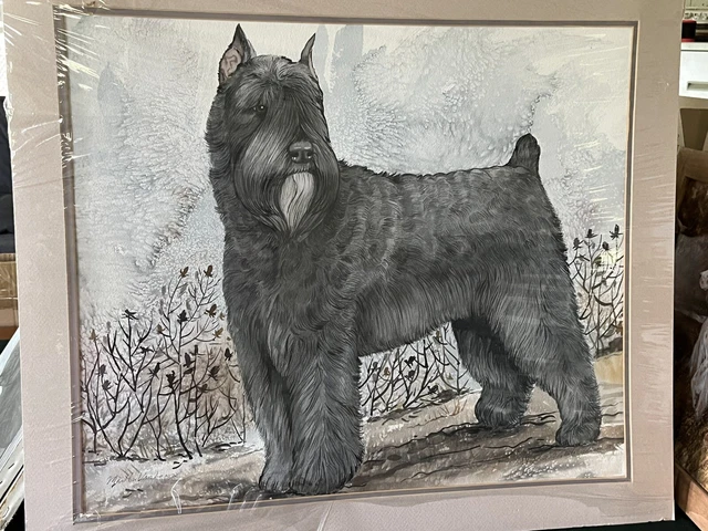 Bouvier De Flanders Original Watercolor Painting by Martha Van Loan Matted