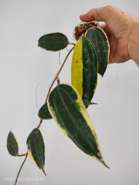 Hoya Macrophylla Variée