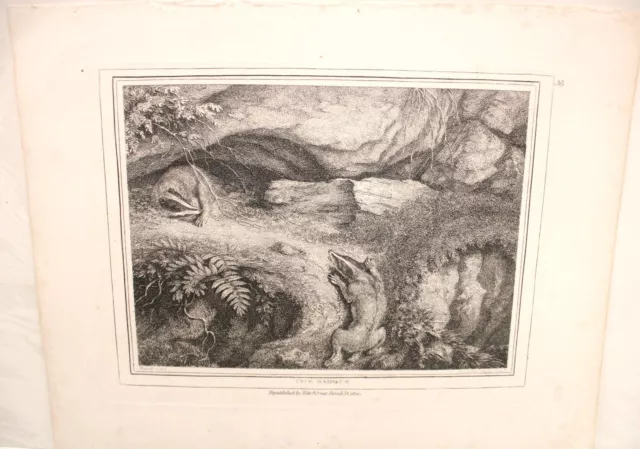 SAMUEL HOWITT "The Badger" ANTIQUE ORIGINAL Etching Print c.1812 - S64