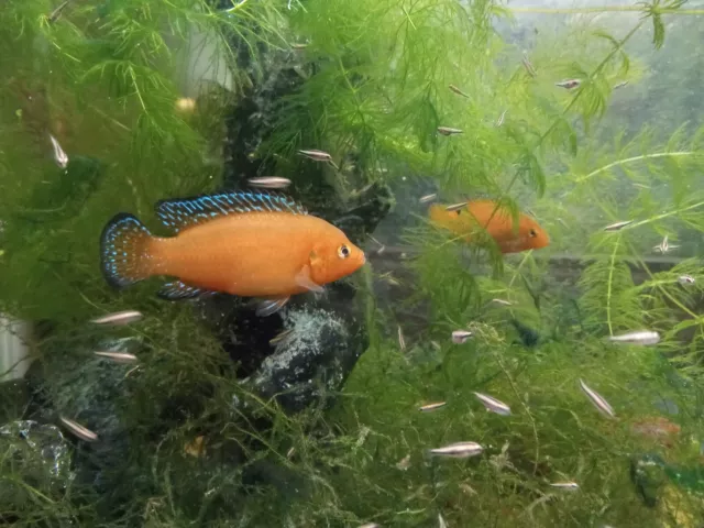 Turkana Jewel Cichlid unsexed 5 pack Dwarf African Cichlid .5 to 1 inch.