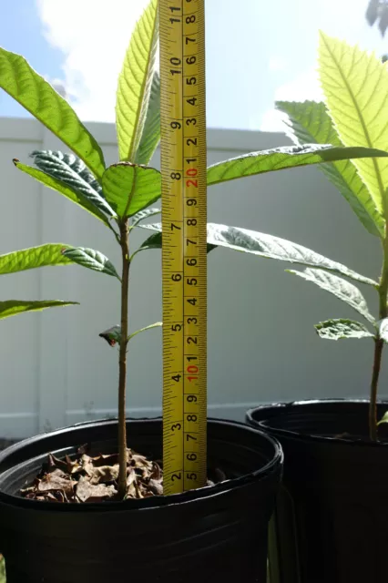 LOQUAT FRUIT TREES -2 Trees! Special Price "CHRISTMAS" Eriobotrya japonica 8"+ 3