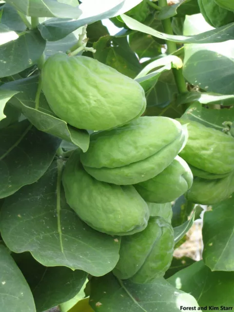 Calotropis Procera - Pomme de Sodome - Asclépiade géante Asclepias - 10 Graines