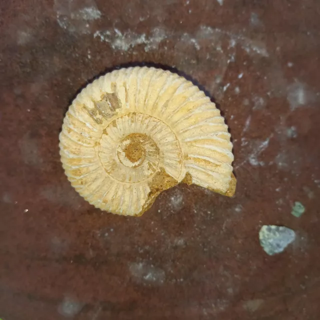Perisphinctes Sp 5,5cm Ammonit  Ammoniten Nr.1 Fossil Madagaskar Natur Sakahara