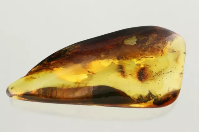 3 Fossil INSECTS Genuine BALTIC AMBER Greenish Solid Stone Piece 39g 230122-3 2