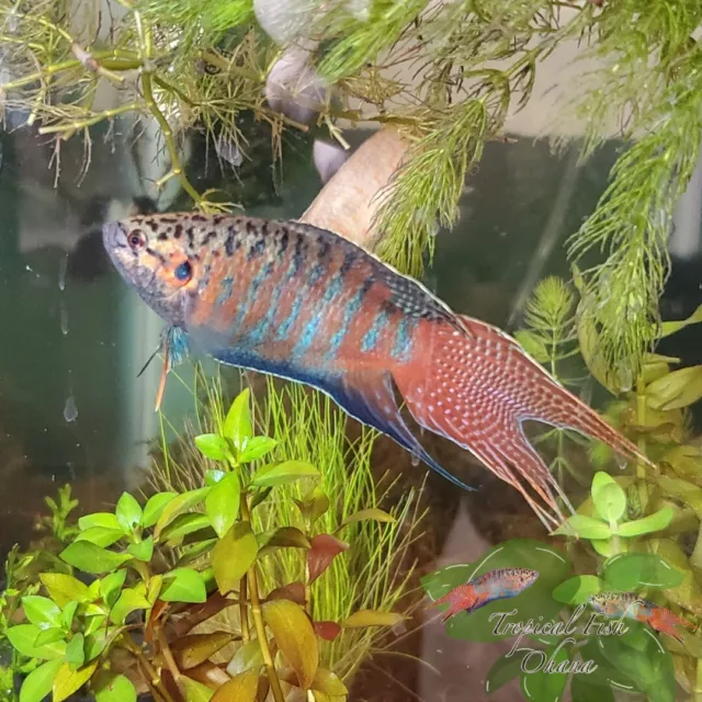 Red Paradise Fish/Gourami (Male) 3in+