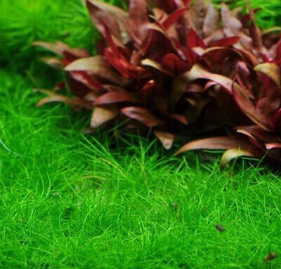 Eleocharis sp. Mini Tissue Culture Dwarf Hairgrass Live Aquarium Plants Aquatic