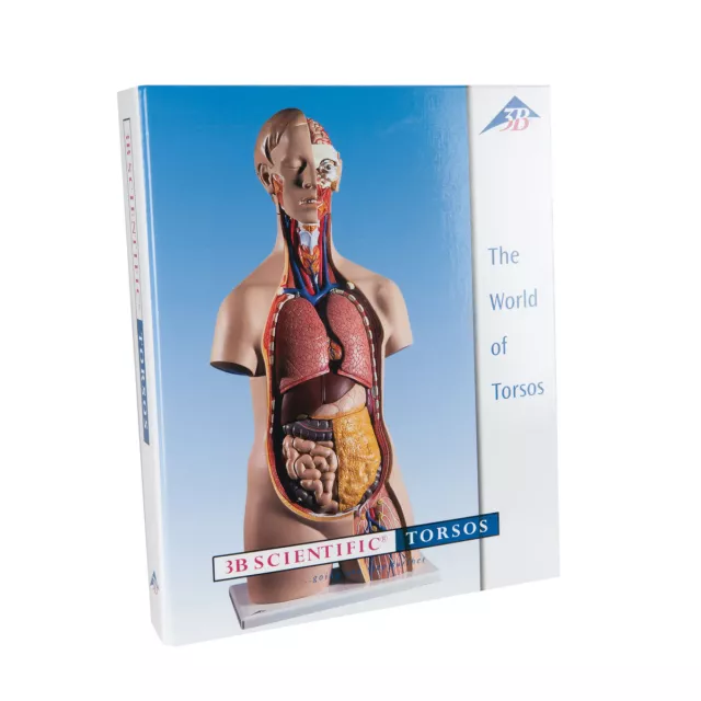 3B Scientific B01 Torso Guide Anatomical Teaching Anatomy B 01
