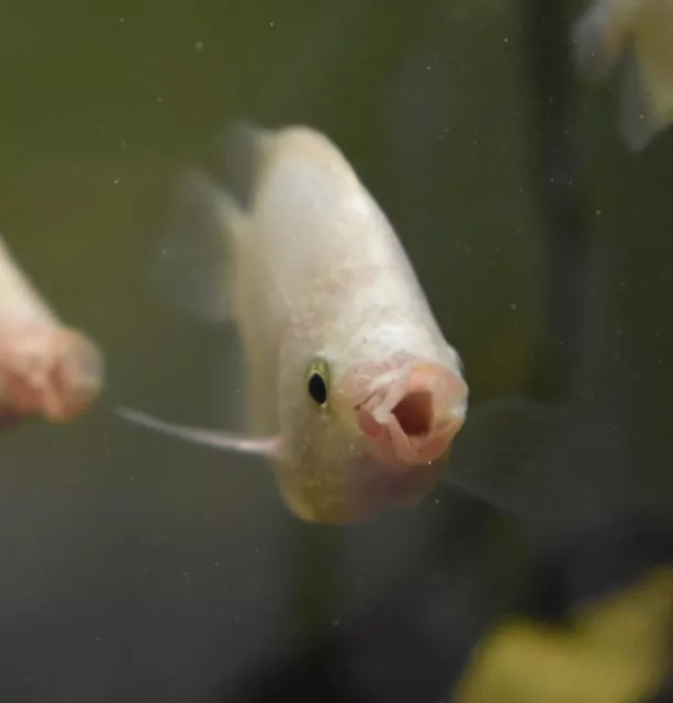 Live 3" Pink Kissing Gourami (Pack of 2 Tropical Freshwater Aquarium Fish)