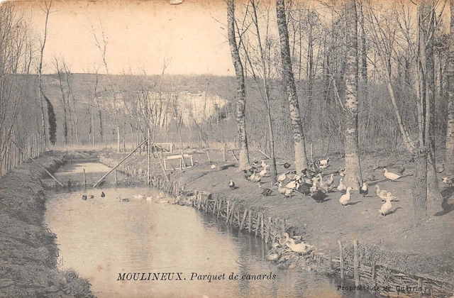 91-MOULINEUX-Parquet de canards-N 6003-B/0225
