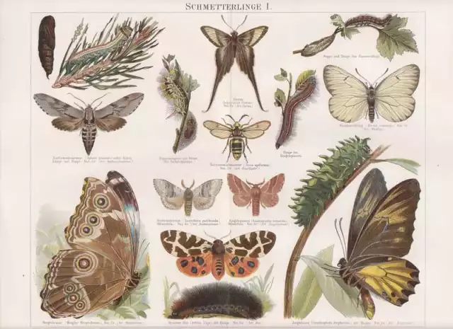 SCHMETTERLINGE Raupen Lepidoptera Falter LITHOGRAPHIE von 1897 Neoptolemus