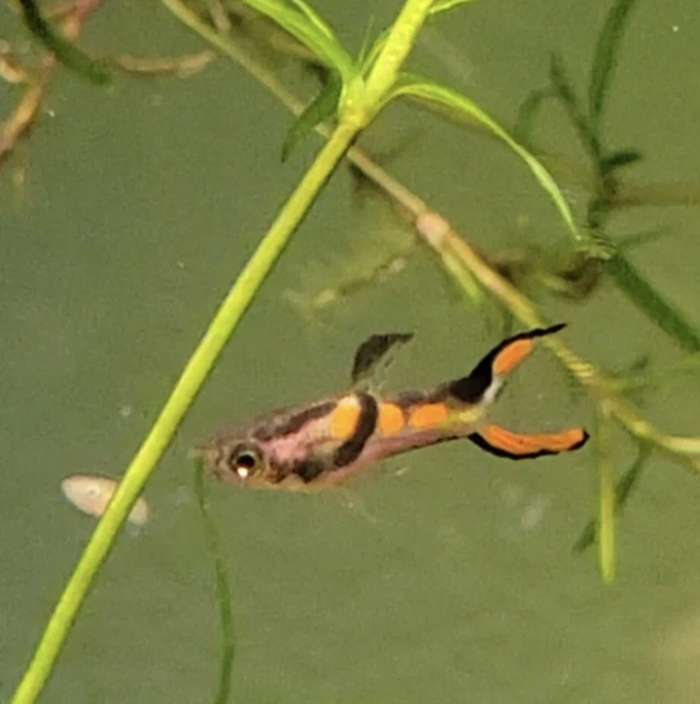Black Bar endlers, original pure strain, 3 pair + 3 fry