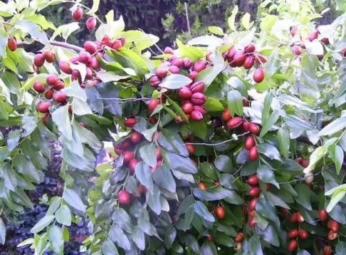 Ziziphus Jujuba - RED CHINESE DATE TREE Fruit Jujube Yellow Flower - 10 Seeds