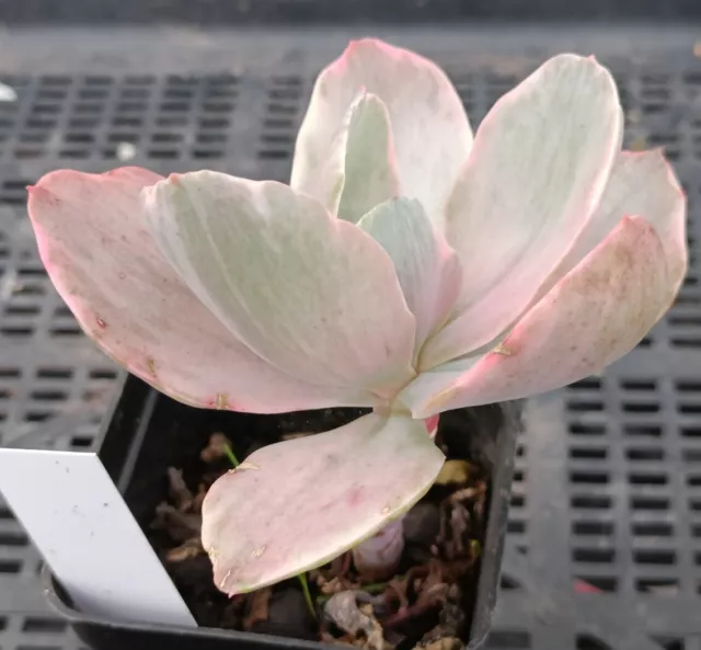 Echeveria Decora Variegated 8cm diameter 3