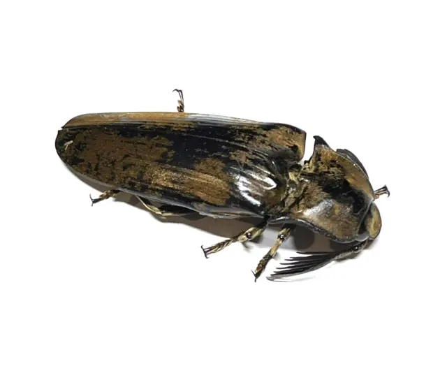 Insect - ELATERIDAE Tetralobus flabellicornis - Botswana - 53mm XL Click Beetle!