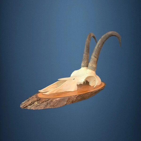 Trophée De Chamois – Cornes Sur Bois – Taxidermie – Objet De Curiosité