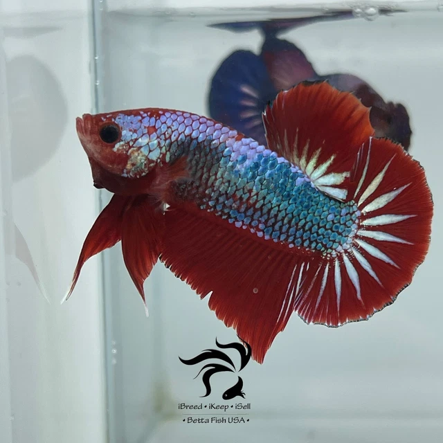 Live Betta Fish Red Fancy HMPK Male "USA SELLER"