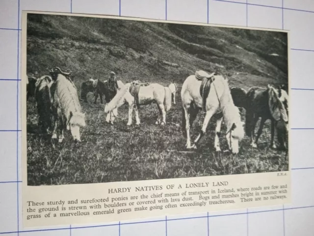 Iceland hardy natives of a lonely land surefooted ponies c 1930