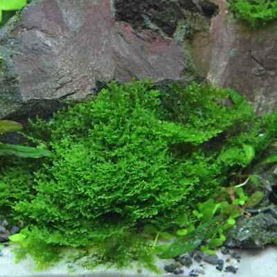 Mini Pellia (RICCARDIA CHAMEDRYFOLIA) Moss - Submerged Grown Live Aquarium Plant