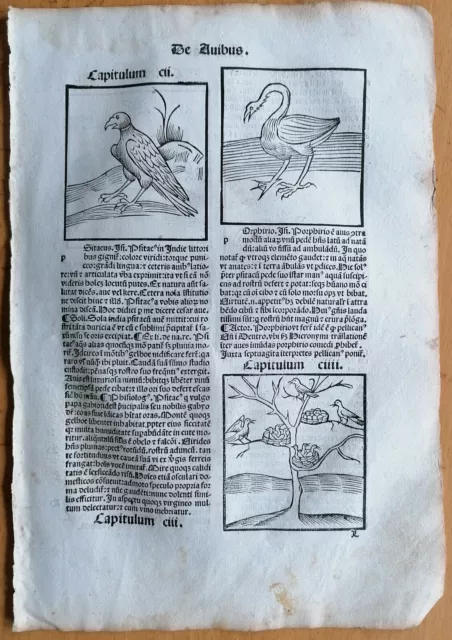 Original Post Inkunabel-Blatt Hortus Sanitatis Papagei Insekten Venedig 1511