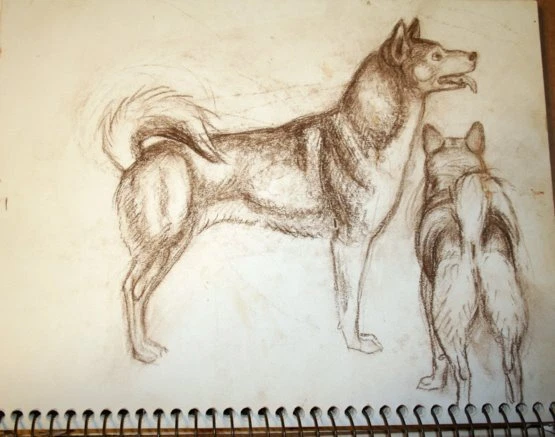 #1 Maureen Love Original Sketch Husky