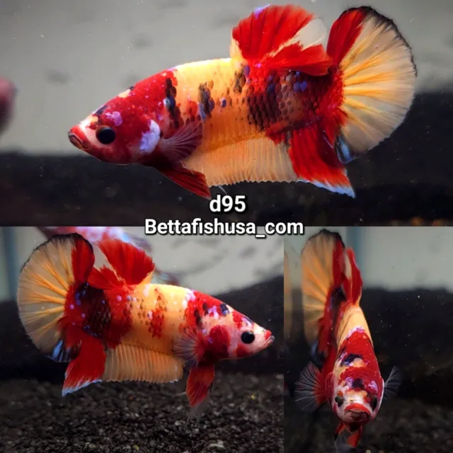 D95 live Male Betta Fish High Quality Koi Multiple Galaxy Color Halfmoon Plakat