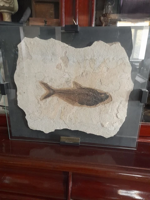 Quadro Teca Vintage Con Fossile 50 Milioni Anni Pesce DIPLOMYSTUS WYOMING U.S.A.