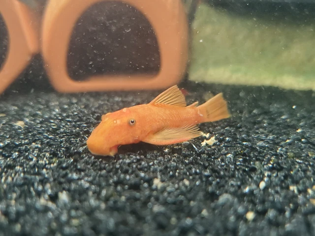 *A GRADE* 1 in+ SUPER RED Bristlenose Pleco | Ancistrus sp. | USA Tank Bred