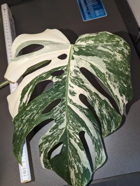 Monstera deliciosa borsigiana variegata  panaschiert Großer Stammsteckling