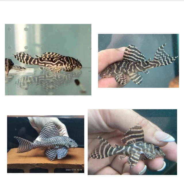 Hypancistrus Sp L333 Xingu / Aka The King Tiger Pleco