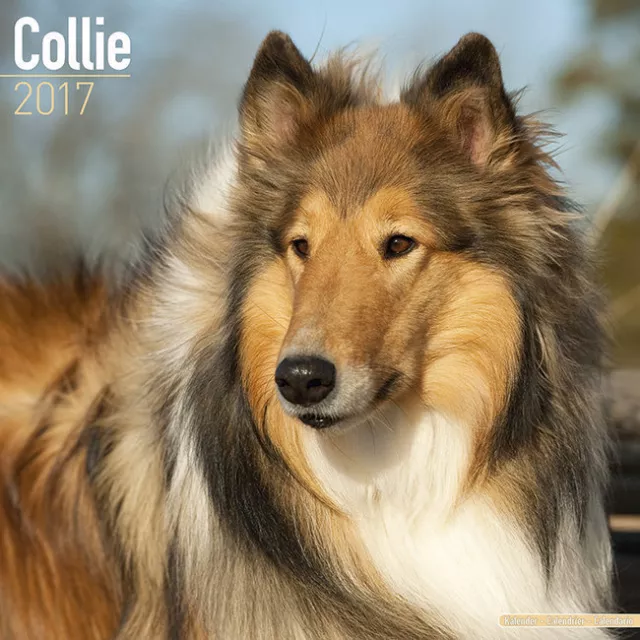 Calendrier 2017 - COLLEY