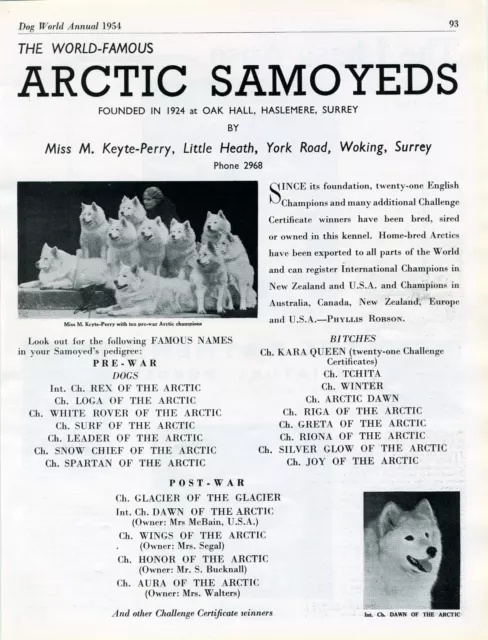 Samoyed Vintage Breed Kennel Advert Print Page Arctic Kennels Dog World 1954