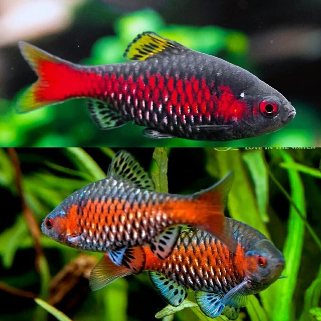 Group of 5 Live Odessa Barb Premium Freshwater Tropical Fish High Quality A+++