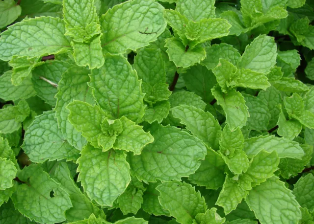 Samen mentha spicata, Spearmint, Krause Minze, marokkanische Minze