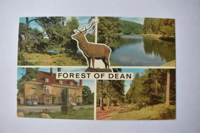 Postcard Forest Of Dean Multiview Gloucestershire Unposted J Salmon Ltd