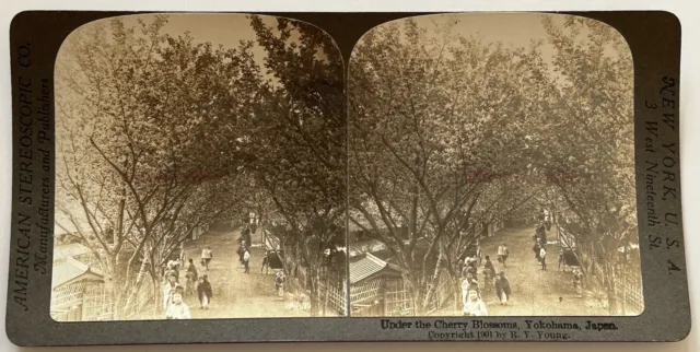 Japan Yokohama Kirschbäume Blühende 1901 Foto Stereo Vintage P75L3n