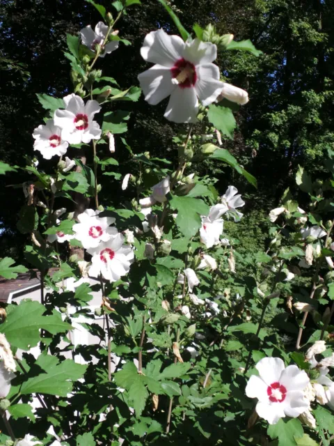 Lot of 5 White Rose-of-Sharon Hibiscus Shrub Live  Plants hardy Perennial