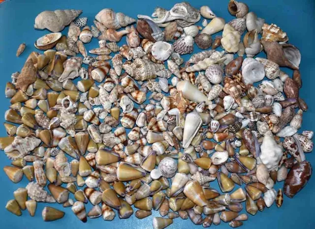 Sea Shell  - Lot Decouverte - Collection De Plusieurs Centaines De Coquillages