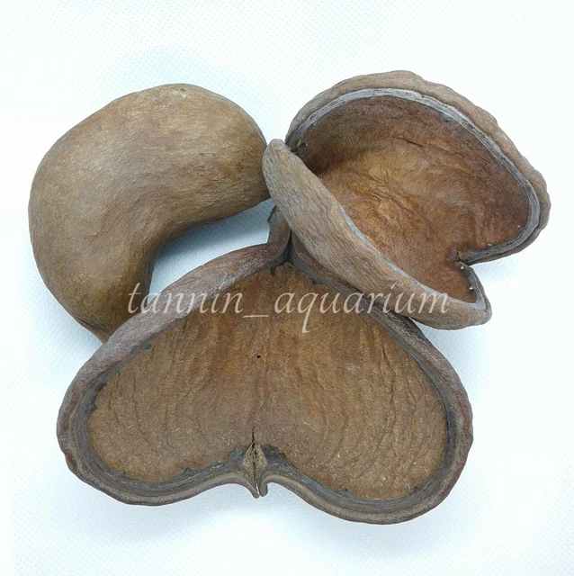 5 piezas vaina de esterculia decoración floral natural artesanías botánicos secos popurrí 4