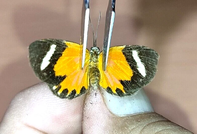 LEPIDOPTERA RIODINIDAE Riodininae specie      N°A233    FROM Loreto Region PERU