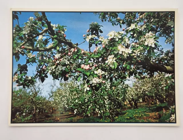 Vintage Postcard Apple Blossoms from the apple capital of the word Unposted