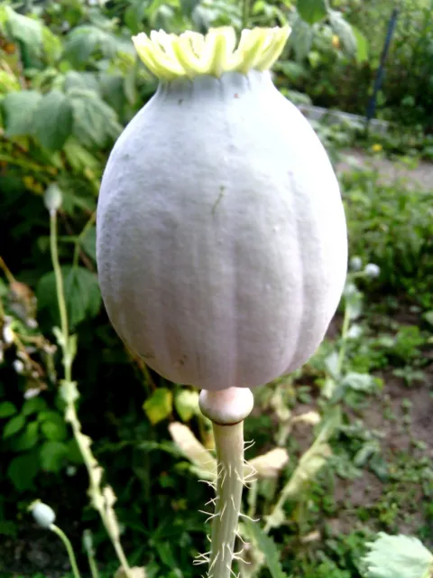 Aproximadamente 2000 semillas de amapola de opio completamente frescas y potentes semillas de amapola