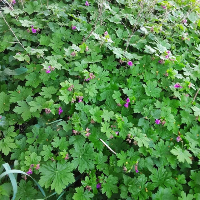 Géranium macrorrhizum  rose x 3