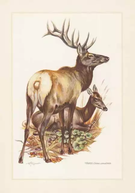 Wapiti Cervus canadensis Farbdruck von 1959 Hirsche Zoologie